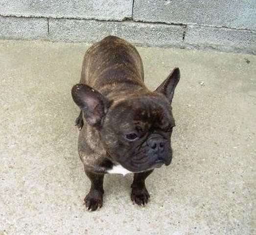 2 Französische Bulldoggen 2008